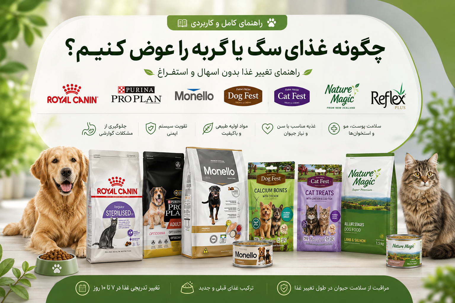چگونه غذای سگ یا گربه را عوض کنیم؟ راهنمای تغییر غذا بدون اسهال و استفراغ