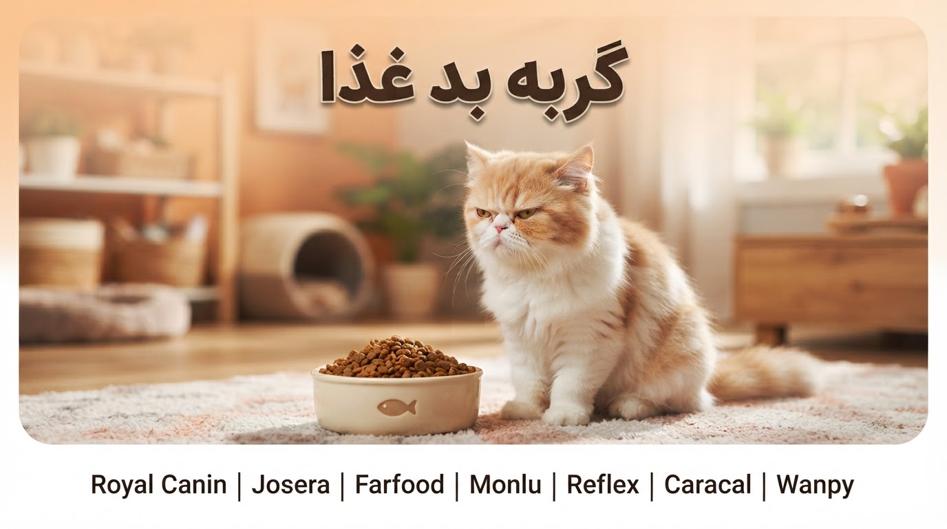 گربه بد غذا چی میخوره؟ بهترین غذا برای گربه بد غذا