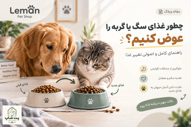 چطور غذای سگ یا گربه را عوض کنیم؟ راهنمای تغییر غذا